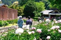 【しゃく薬まつり】 マイントピア別子で約3万本のしゃく薬が織り成す癒しの絶景と限定イベントやグルメを満喫 【愛媛/新居浜市】