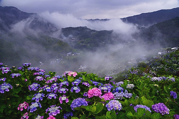 新宮あじさい祭り