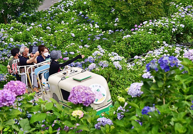 新宮あじさい祭り