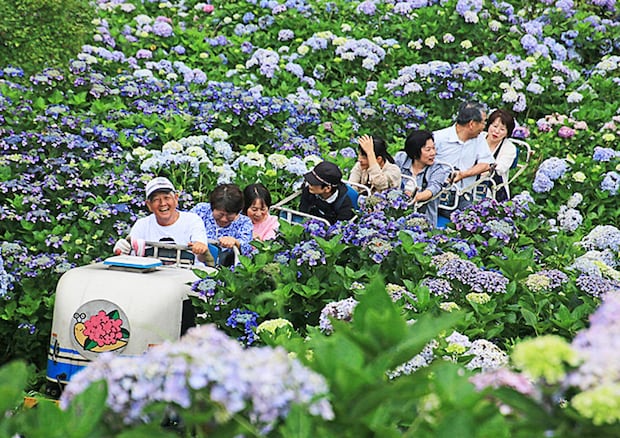 新宮あじさい祭り