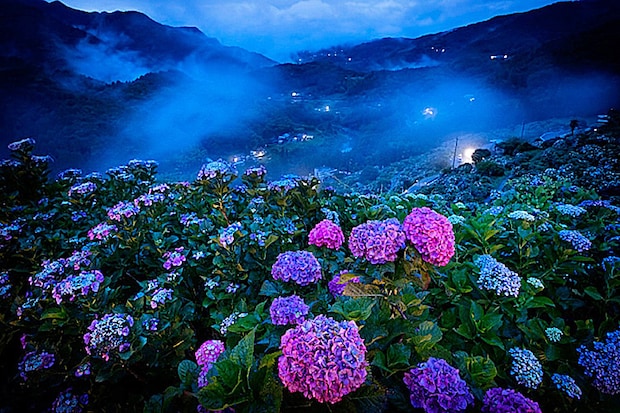 新宮あじさい祭り