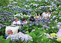 【新宮あじさい祭り】初夏の新宮町で約2万株のあじさいに包まれる特別な時間をあなたに（愛媛/四国中央市）