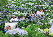 【新宮あじさい祭り】初夏の新宮町で約2万株のあじさいに包まれる特別な時間をあなたに（愛媛/四国中央市）