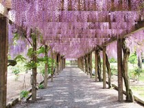 【週末イベントまとめ：4/24（金）～4/26（日）】花・グルメ・体験イベント厳選まとめ