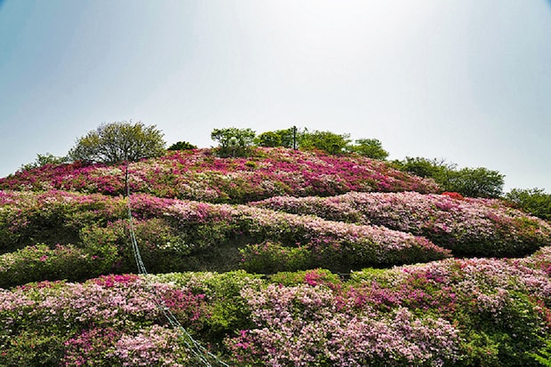 冨士山つつじまつり
