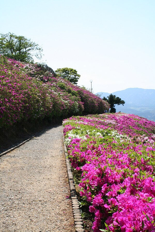 冨士山つつじまつり