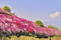 【冨士山つつじまつり】春の絶景に心ときめく！ 冨士山公園で春風を感じる感動体験【愛媛/大洲市】