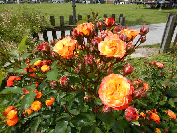 バラ祭りよしうみ2026