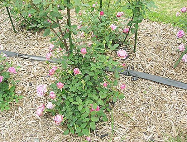 バラ祭りよしうみ2026