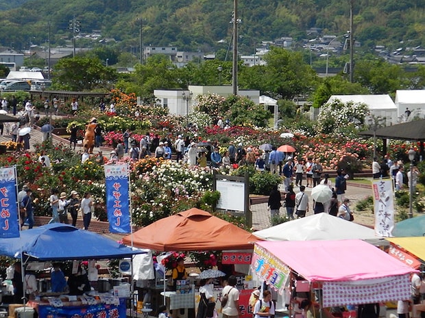 バラ祭りよしうみ2026