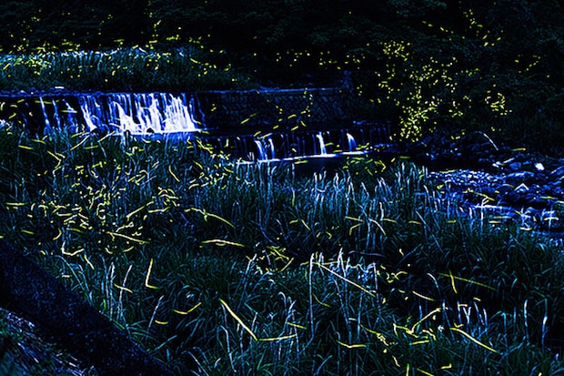雨滝ほたるの里 鑑賞会