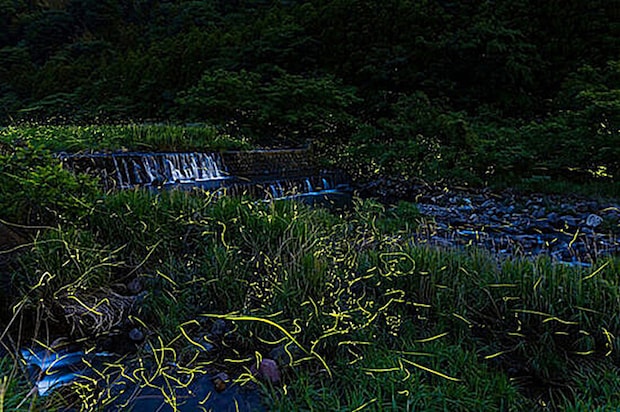 雨滝ほたるの里 鑑賞会