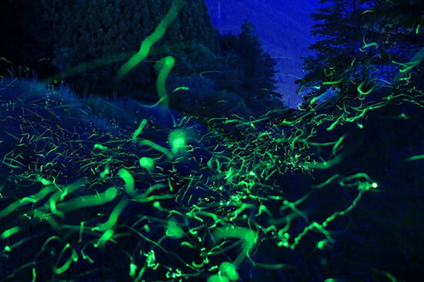 柿原川のホタル観賞