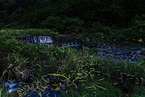 【雨滝ほたるの里 鑑賞会】幻想的なホタル観賞が楽しめる棚田イベント（愛媛/東温市）