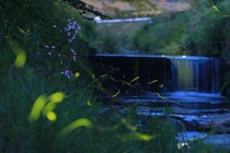 【柿原川のホタル観賞】静寂の川辺で幻想的な光景に心癒される夜（愛媛/内子町）