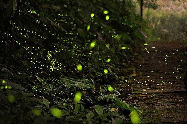 吉藤ラドンの郷 ホタル観賞2026