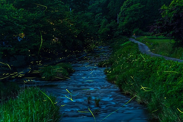 吉藤ラドンの郷 ホタル観賞20256