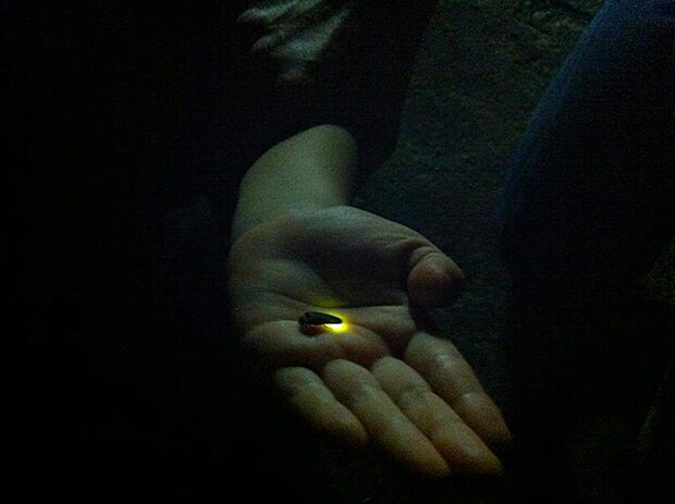 ほたるの里ふたみ ほたる祭り2026