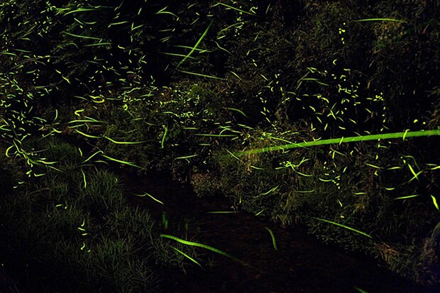 ほたるの里ふたみ ほたる祭り2026