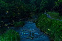 【吉藤ラドンの郷 ホタル観賞】静かな夜に光が舞う 幻想的なホタルのきらめきで心癒される特別な時間（愛媛/松山市）