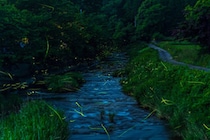 【吉藤ラドンの郷 ホタル観賞】静かな夜に光が舞う 幻想的なホタルのきらめきで心癒される特別な時間（愛媛/松山市）