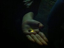 【ほたるの里ふたみ ほたる祭り】幻想的なちょうちん行列で心癒される初夏の夜へ（愛媛/伊予市）