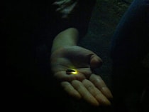 【ほたるの里ふたみ ほたる祭り】幻想的なちょうちん行列で心癒される初夏の夜へ（愛媛/伊予市）