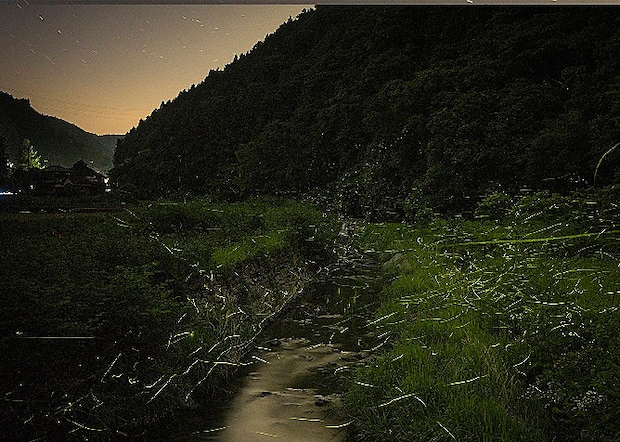 第51回柳沢ほたるまつり