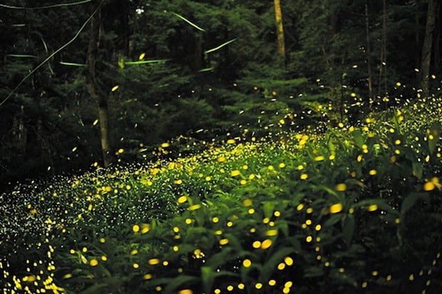 伊予市中山町ホタル観賞
