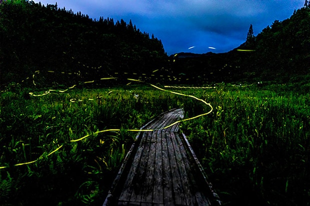 伊予市中山町ホタル観賞