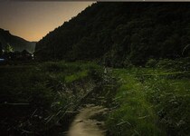 【第51回柳沢ほたるまつり】旧柳沢小学校で幻想の光景に包まれる夜 ゲンジボタルの舞が織りなす大洲市ほたる祭りの感動体験（愛媛/大洲市）