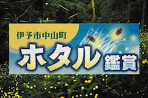 【伊予市中山町ホタル観賞】息をのむ幻想の灯りに包まれる初夏の夜（愛媛/伊予市）