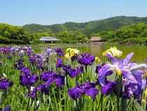 【南楽園花菖蒲まつり】色とりどりの花菖蒲と夜間ライトアップが彩る初夏の絶景（愛媛/宇和島市）