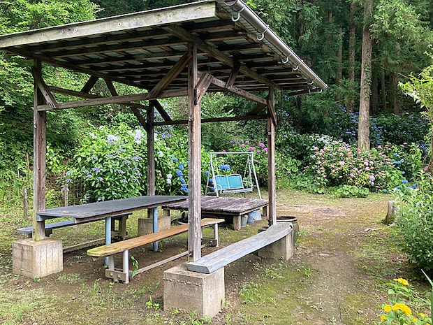 かくれの里 アジサイ情報