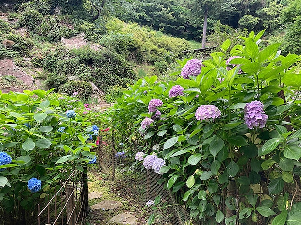 かくれの里 アジサイ情報