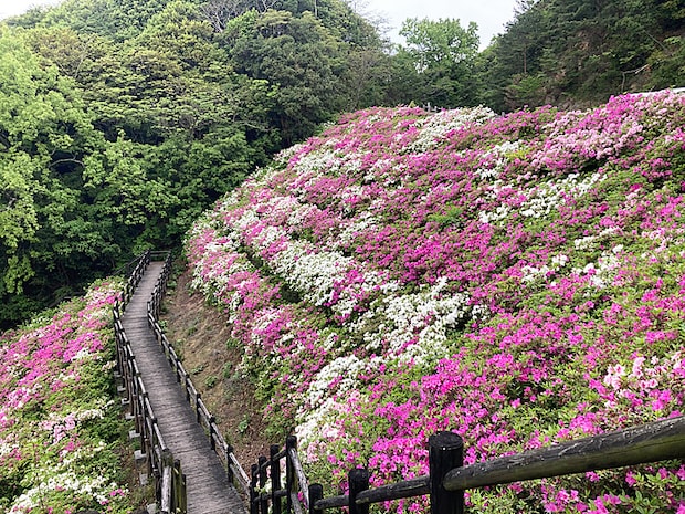 かくれの里 アジサイ情報