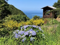 【かくれの里 アジサイ情報】福島展望公園あらパークで初夏の絶景と癒し時間を楽しもう（愛媛/西予市）