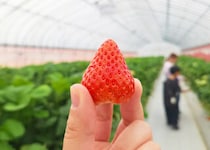 【しまなみいちご園】GWまだ間に合う！今治で甘いを満喫！（愛媛/今治市・おでかけレポ）