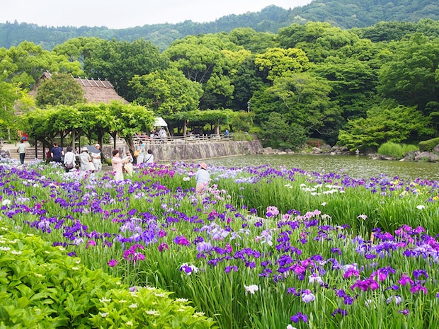 南楽園花菖蒲まつり