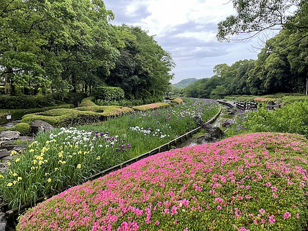 南楽園花菖蒲まつり
