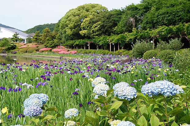 南楽園花菖蒲まつり