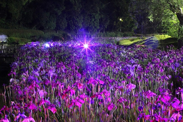 南楽園花菖蒲まつり