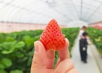 【しまなみいちご園】GWまだ間に合う！今治で甘いを満喫！（愛媛/今治市・おでかけレポ）