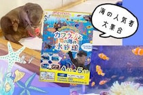 イオンモール新居浜「カワウソと南の海の水族館」で海の人気者に会ってきました！（愛媛/新居浜市・おでかけレポ）