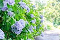【第26回嶺南あじさい鑑賞会】下長瀬あじさい公園で初夏の絶景と多彩な催しを楽しもう（愛媛/四国中央市）