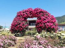 よしうみバラ公園で開催！色鮮やかなバラが咲く「バラ祭りよしうみ2026」へ（愛媛/今治市・おでかけレポ）