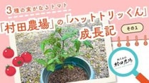 【村田農場売店】プランターでミニトマト栽培｜1株で3種の実ができる人気の苗を育ててみた（愛媛/松山市・おでかけレポ）