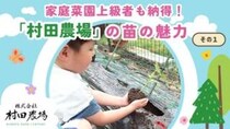 【村田農場売店】90歳代でも20個収穫！？初心者に人気の小玉スイカ「媛小紅」と1株で3種の実がなるトマト苗がすごかった（愛媛/松山市・おでかけレポ）