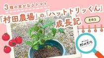 【村田農場売店】プランターでミニトマト栽培｜1株で3種の実ができる人気の苗を育ててみた（愛媛/松山市・おでかけレポ）