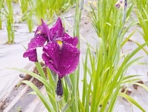 【第27回船木池田池 菖蒲まつり】雨の日に咲く花しょうぶを満喫！（愛媛/新居浜市・おでかけレポ）